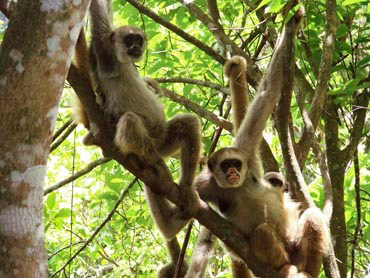 In Brazil, a scientist's quest to save endangered muriqui monkey 