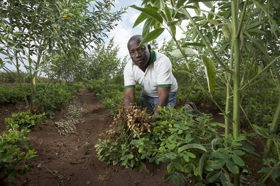 Groundnut breeder Albert Chamango grows tall perennial pigeon peas alongside his low-growing legumes to increase crop yields