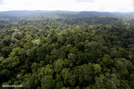 Forest managed as an FSC-certified concession in Sabah, Malaysia.