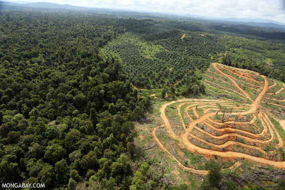 Conversion of logged forest to an oil palm plantation in Borneo.