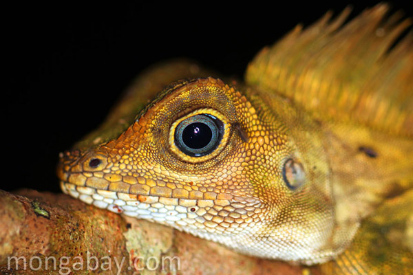 Green forest dragon in Indonesian Borneo.