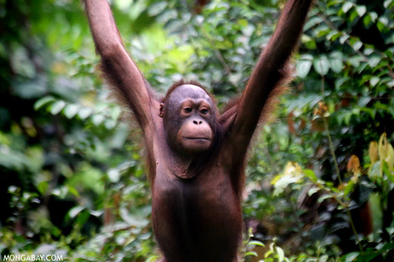 BORNEO ORANG-UTAN.