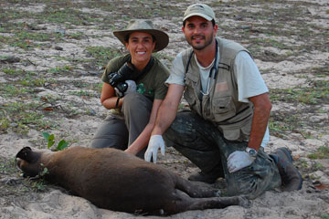 Juvenile male tapir (Picolo) captured in 2008 at Baía das Pedras Ranch, study area of the Pantanal Tapir Program in the Nhecolândia Sub-Region of the Brazilian Pantanal.  In the photo, Patrícia Medici and veterinarian Joares May Jr.  Photo credit: Lowland Tapir Conservation Initiative, IPÊ.  