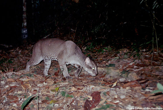 Afrikanische Goldkatze im Lopé-Nationalpark, Gabun. Foto mit freundlicher Genehmigung von Laila Bahaa-el-din/Panthera. 