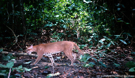 Uno de los primeros fotos de un vivo Gato dorado africano salvaje – Gabón, Abril 2002. Foto por: Philipp Henschel/Panthera.