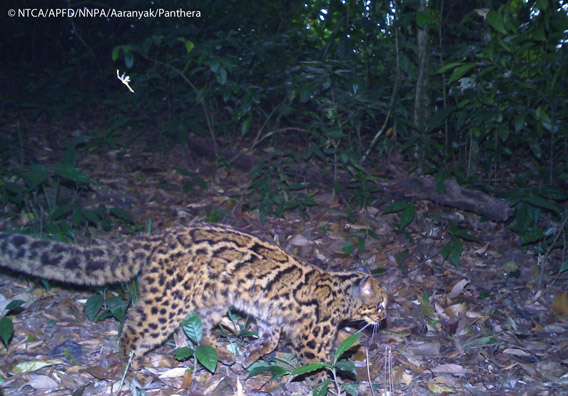 Marbled cat in Namdapha. The marbled cat is listed as Vulnerable. Photo © Panthera, NTCA, APFD, NNPA, and Aaranyak.