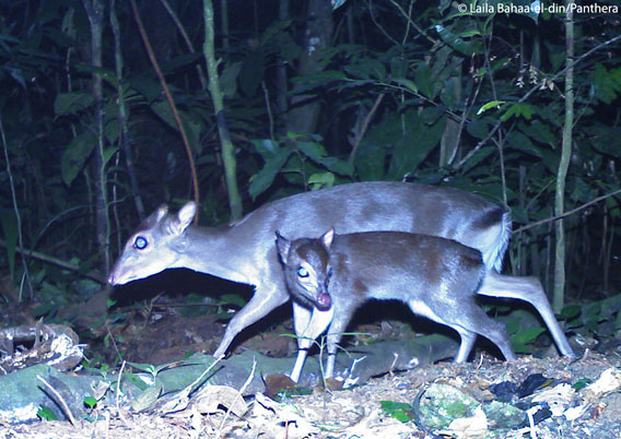 The blue duiker (seen here with a calf) is a common prey species for the golden cat. Photo courtesy of Laila Bahaa-el-din/Panthera.