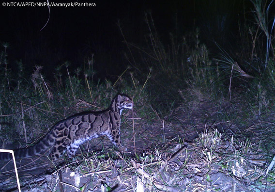 Clouded leopard in Namdapha. The clouded leopard is listed as Vulnerable by the IUCN Red List. Photo © Panthera, NTCA, APFD, NNPA, and Aaranyak.