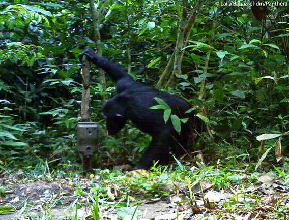 A chimpanzee checks out a camera trap. Photo by: Laila Bahaa-el-din/Panthera.