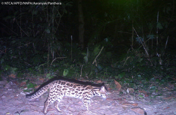 Leopard cat in Namdapha. The leopard cat is listed as Least Concern. Photo © Panthera, NTCA, APFD, NNPA, and Aaranyak.