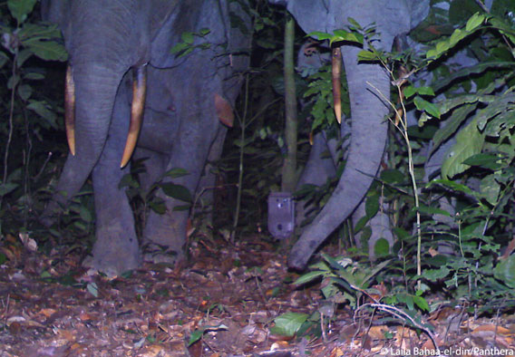 A camera trap sits precariously between two forest elephants . Photo courtesy of Laila Bahaa-el-din/Panthera.