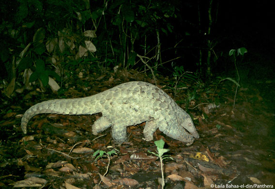 Un pangolin géant filmé par le piège photo. Photo par : Laila Bahaa-el-din/Panthera. 