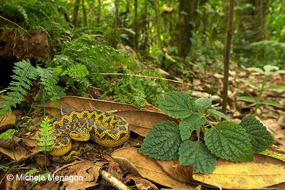 matildas horned viper