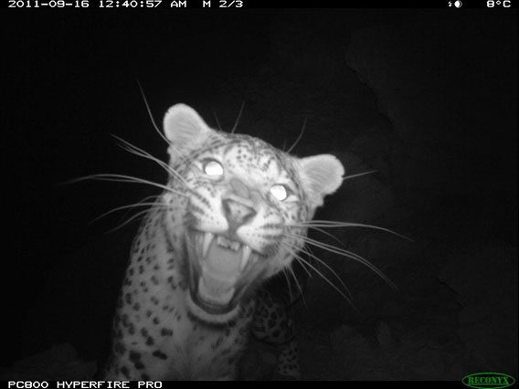  Persian leopard captured on camera trap in Afghanistan. Photo by: WCS Afghanistan Program.