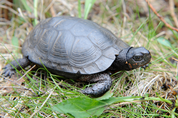  A bog turtle in its natural habitat. Health experts from the Wildlife Conservation Society’s Bronx Zoo are working with state and federal wildlife managers to determine why bog turtles are dying in higher numbers than usual. Photo credit: Julie Larsen Maher/Wildlife Conservation Society.