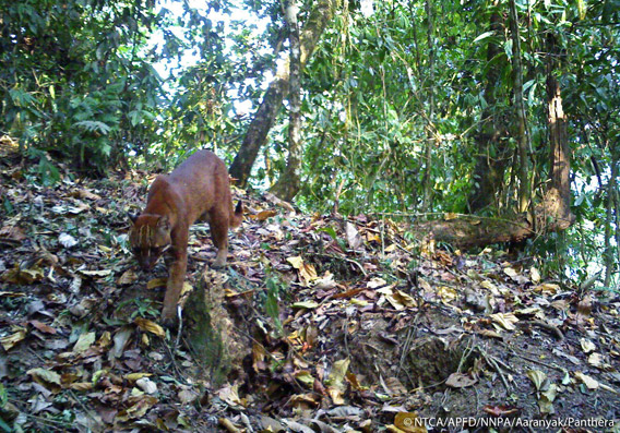 Asiatic golden cat in Namdapha. The Asiatic golden cat is listed as Near Threatened. Photo © Panthera, NTCA, APFD, NNPA, and Aaranyak.