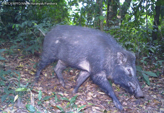 Wild boar (Sus scrofa) in Namdapha. The wild boar is listed as Least Concern. Photo © Panthera, NTCA, APFD, NNPA, and Aaranyak.