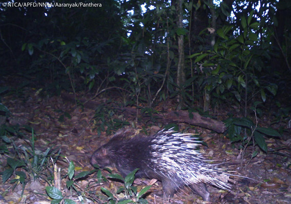 Indian crested porcupine (Hystrix indica) in Namdapha. The Indian crested porcupine is listed as Least Concern. Photo © Panthera, NTCA, APFD, NNPA, and Aaranyak.