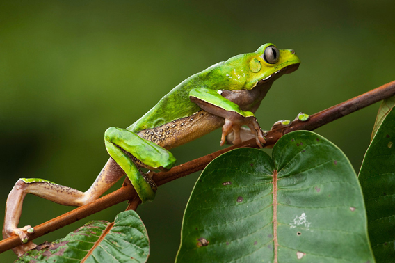 Giant leaf frog (Phyllomedusa bicolor), Iwokrama Reserve. Photo: © Pete Oxford/iLCP.
