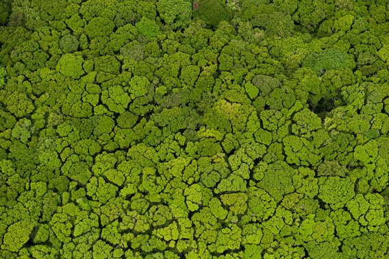 Aerial View of Rainforest, Iwokrama Reserve. Photo: © Pete Oxford/iLCP.