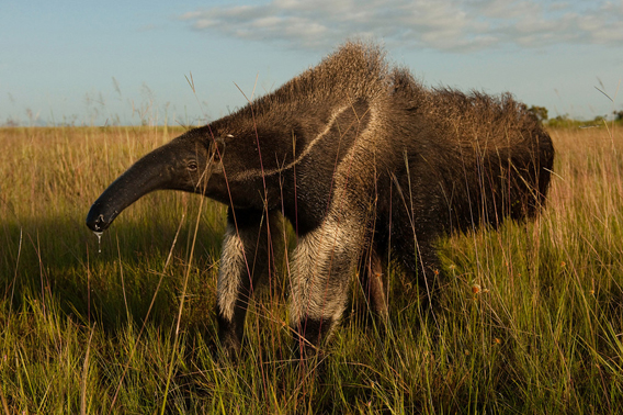 Giant anteater (Myrmecophaga tridactyla). Photo: © Pete Oxford/iLCP.