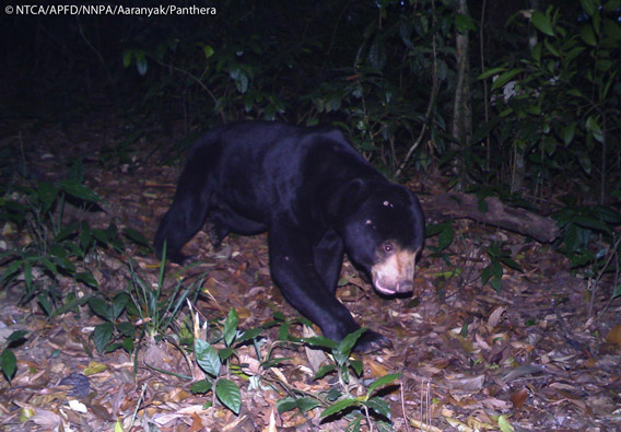 Sun bear (Ursus malayanus) in Namdapha. The sun bear is listed as Vulnerable. Photo © Panthera, NTCA, APFD, NNPA, and Aaranyak.