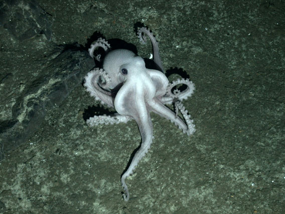 Unidentified pale octopus on seafloor may be a new species. It was photographed at nearly 2,400 meters (7,874 feet) below the surface. Photo by: Oxford University.