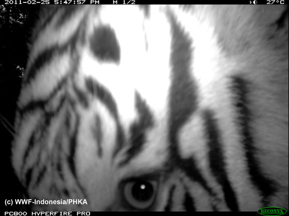 Close-up of Sumatran tiger. Photo by: WWF-Indonesia.