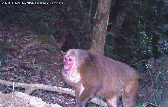 Stump-tailed macaque (Macaca arctoides) in Namdapha. The stump-tailed macaque is listed as Vulnerable. Photo © Panthera, NTCA, APFD, NNPA, and Aaranyak.