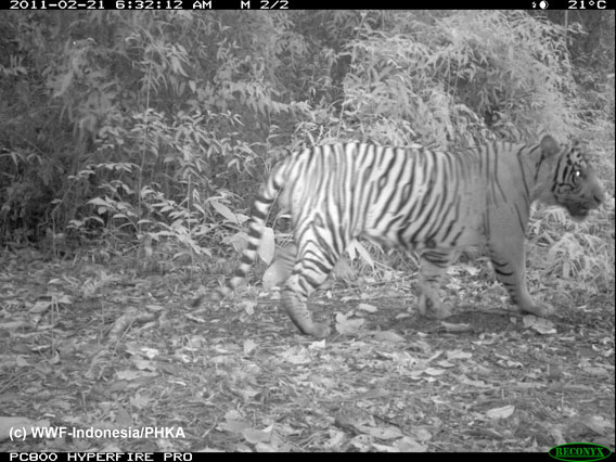  Sumatran tiger. Photo by: WWF-Indonesia.