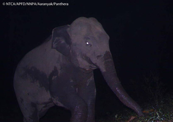 Asian elephant in Namdapha. The Asian elephant is listed as Endangered by the IUCN Red List. Photo © Panthera, NTCA, APFD, NNPA, and Aaranyak.