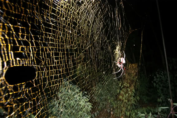 World S Largest Golden Orb Weaving Spider Discovered In South