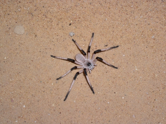 Researchers discover new spider species in Israel 