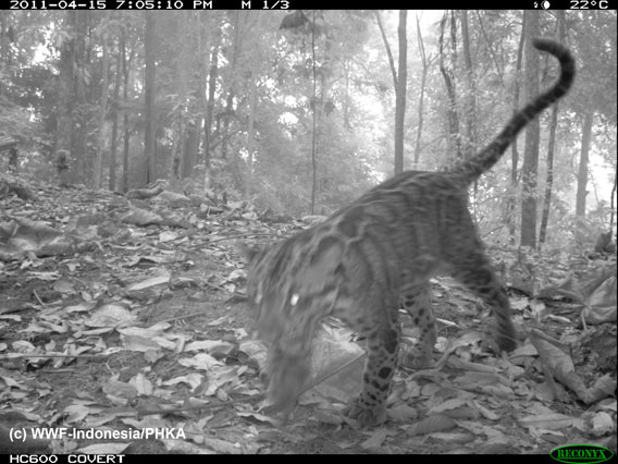 Research has only recently shown the Sunda clouded leopard as a unique species. Photo by: WWF-Indonesia.