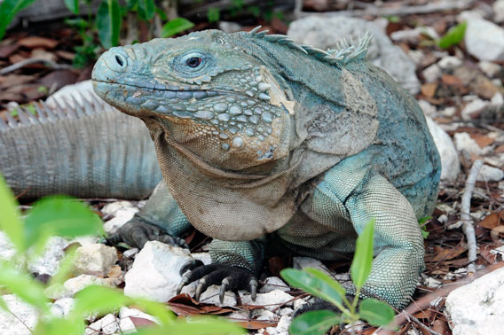 An adult blue iguana. Photo credit: Julie Larsen Maher/Wildlife Conservation Society.