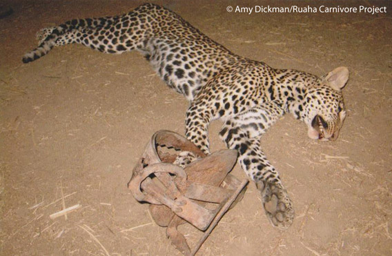 A young male leopard that was killed in a gin trap. This trap was set by a local villager who was losing livestock to local predators. Ruaha landscape, Tanzania. Photo by: Amy Dickman/Ruaha Carnivore Project.