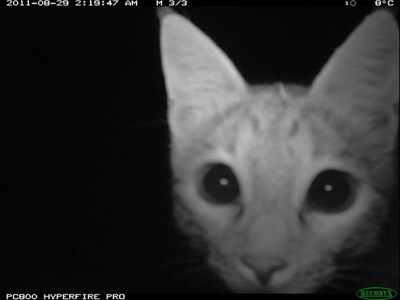 The wild cat, distant relative to the domestic house cat. Photo by: WCS Afghanistan Program.