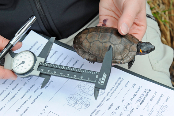  A researcher collects data on a bog turtle during a recent health assessment of the species in New York and Massachusetts.