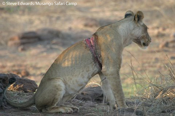 After a snared lioness was spotted on Musango Island in Lake Kariba, Zimbabwe, the team from Wild Horizons Wildlife Trust were called in to remove the snare. The lioness was saved. Photo by: Steve Edwards/Musango Safari Camp.