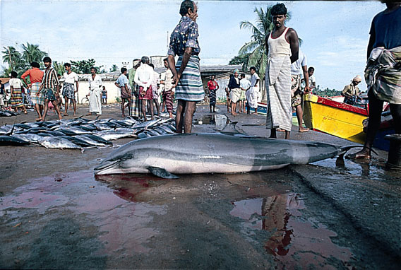 Obscure species such as Fraser's dolphin (seen here in a fishing market in Sri Lanka) are being increasingly utilized as food in areas impacted by food insecurity and/or poverty. Photo by: Anouk Ilangakoon. 