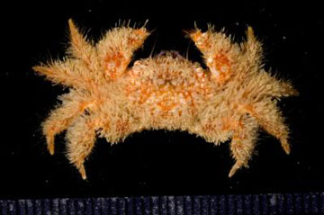 coral reef crustacean, Pilumnus tahitensis