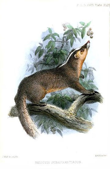 Illustration of the Chinese ferret-badger from 1862. Illustration by: Joseph Wolf.