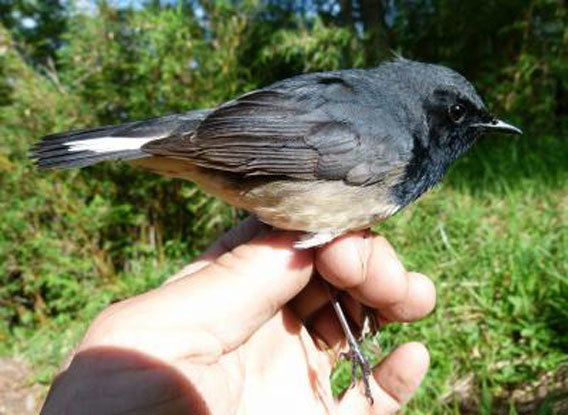 An adult male blackthroat Foping National Nature Reserve, Shaanxi, China, June 2011. © Per Alström.