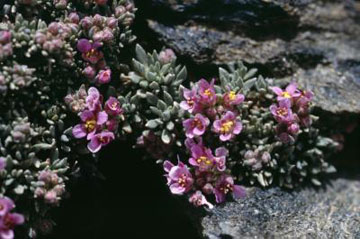 Cette espèce alpine (Nevadensia purpurea) pourrait disparaitre de certains sommets européens dans les prochaines décennies. Photo de : Harald Pauli.