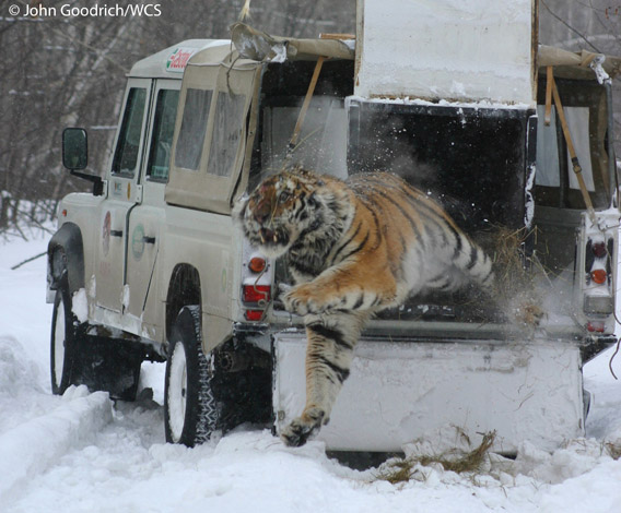 An incredible photo of a Siberian tiger leaping from a truck after being treated for a snare wound and released by Wildlife Conservation Society's (WCS) scientists. Photo by: John Goodrich/WCS.