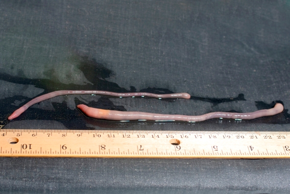 Idaho scientists find giant Palouse earthworm