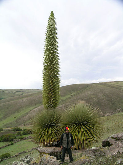 Puya raimondii in Peru. Photo by: Pepe Roque.