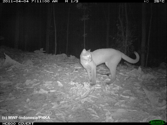 The Asian golden cat. Photo by: WWF-Indonesia.