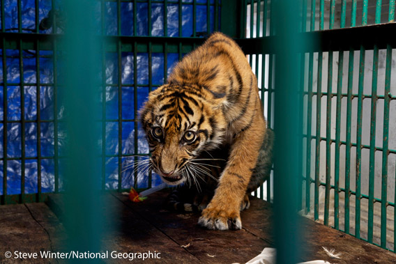 This six-month old Sumatran tiger cub was strung up in a snare for three days before it was rescued. However, it's paw had to be amputated. While the cub survived, its freedom has been lost. Unable to hunt and fend for itself, the cub now lives in captivity on the Indonesian island of Java. Photo by: Steve Winter/National Geographic.