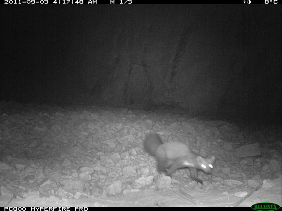 A stone marten—a member of the weasel family—inquisitively approaches the camera trap. Photo by: WCS Afghanistan Program.